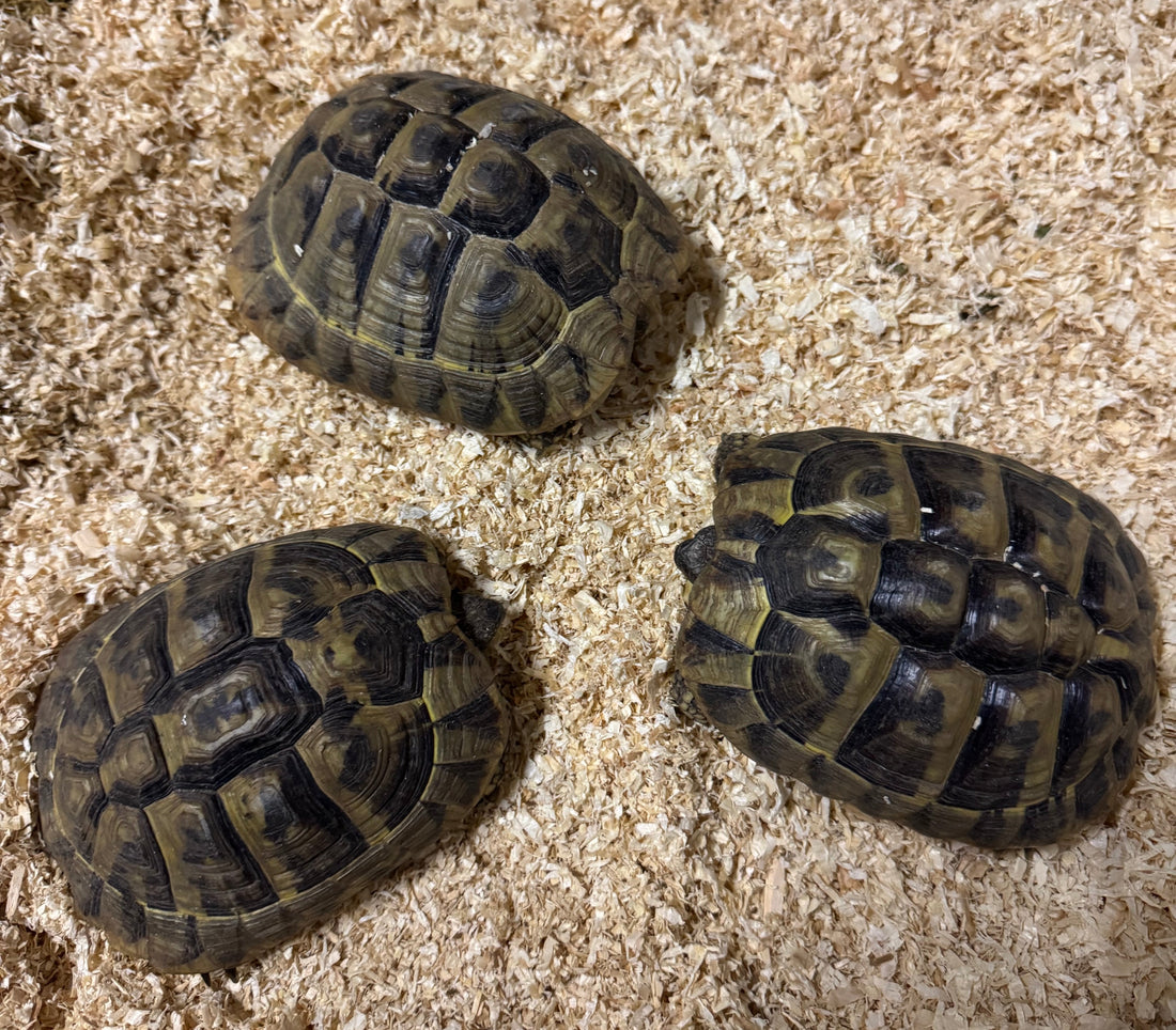 Griechische Landschildkröten Testudo hermanni boettgeri zu verkaufen NZ 2017 und NZ 2019