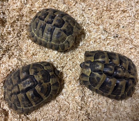 Griechische Landschildkröten Testudo hermanni boettgeri zu verkaufen NZ 2017 und NZ 2019