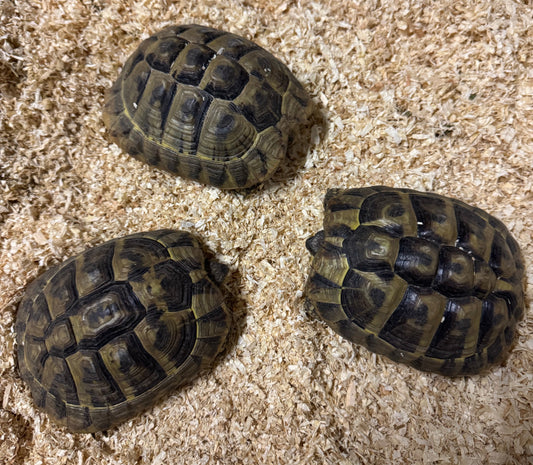 Griechische Landschildkröte Weibchen Testudo hermanni zu verkaufen NZ 2020