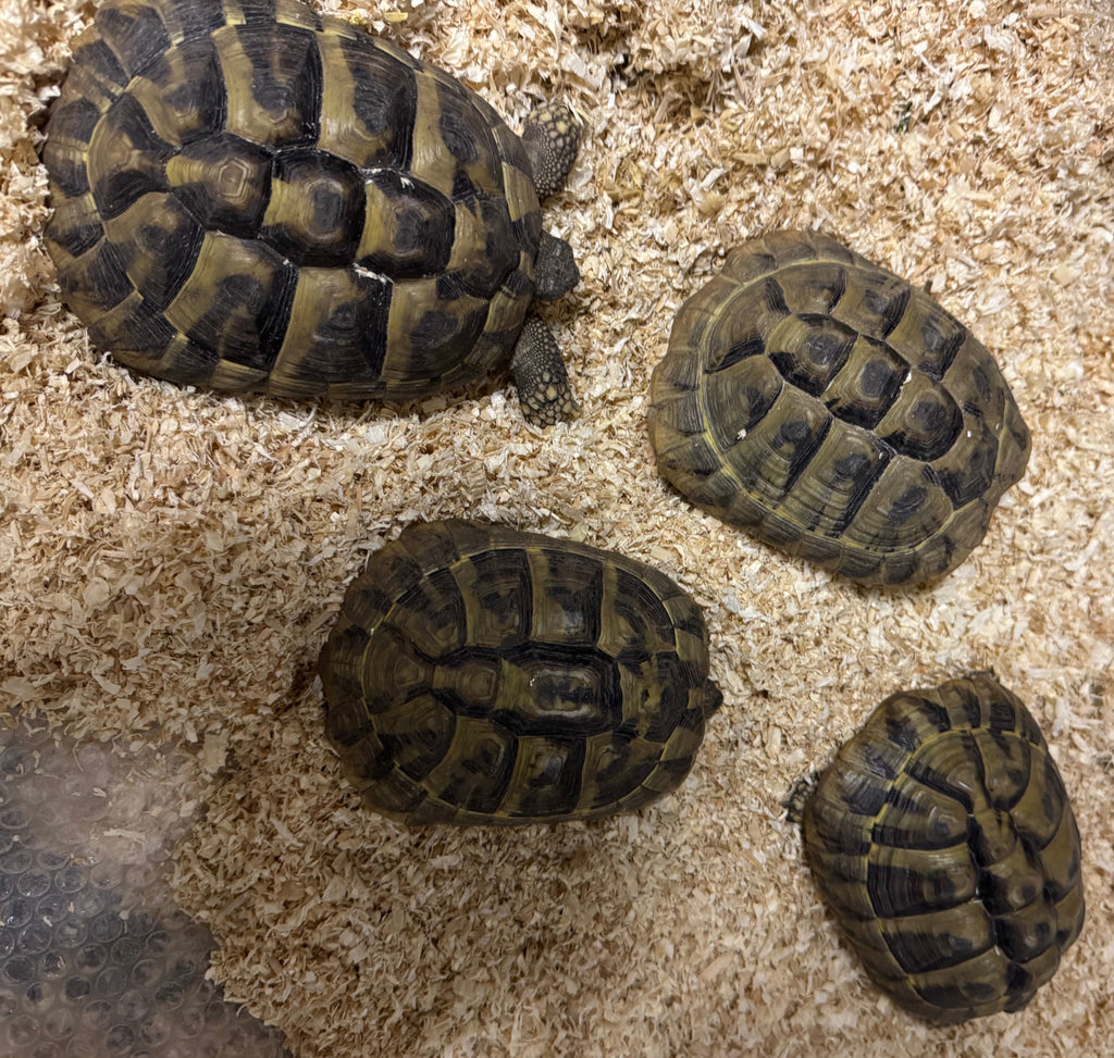 Griechische Landschildkröten Testudo hermanni boettgeri zu verkaufen NZ 2017 und NZ 2019