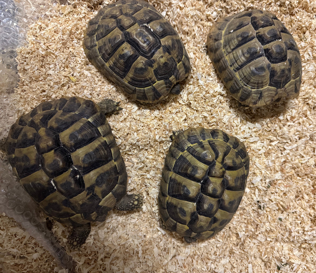 Griechische Landschildkröten Testudo hermanni zu verkaufen NZ 2020