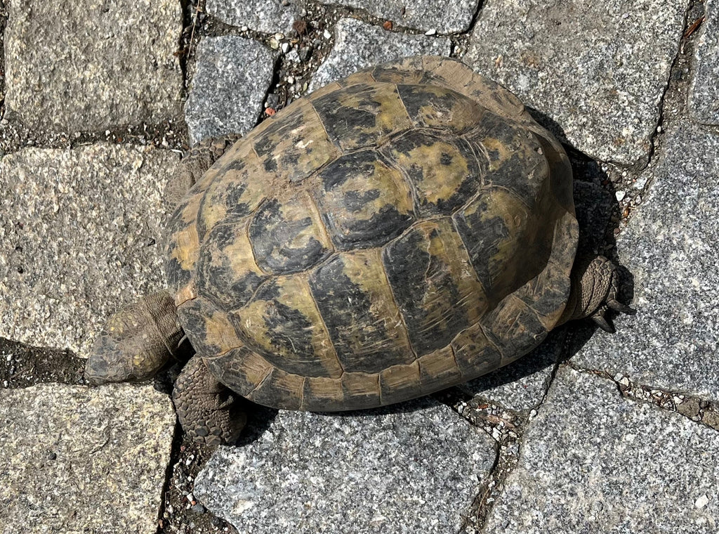Griechische Landschildkröten zu verkaufen