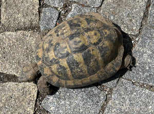 Griechische Landschildkröten zu verkaufen