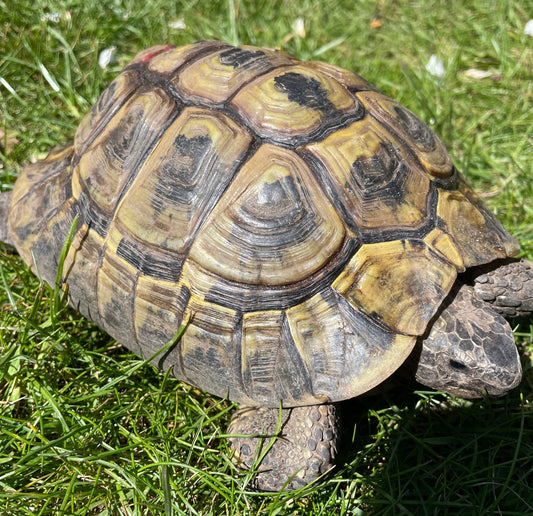 Griechische Landschildkröte zu verkaufen