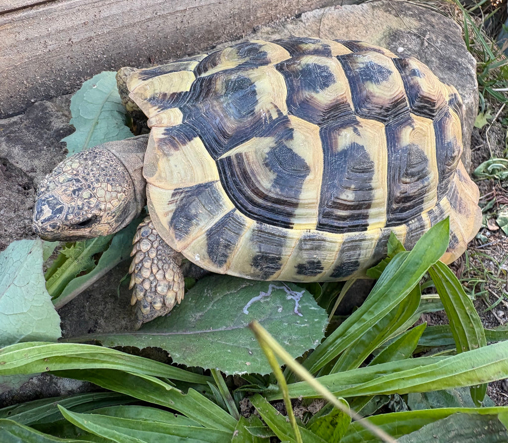Griechische Landschildkröte abzugeben, 07.2021