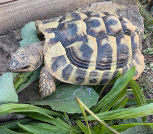 Griechische Landschildkröte abzugeben, 07.2021