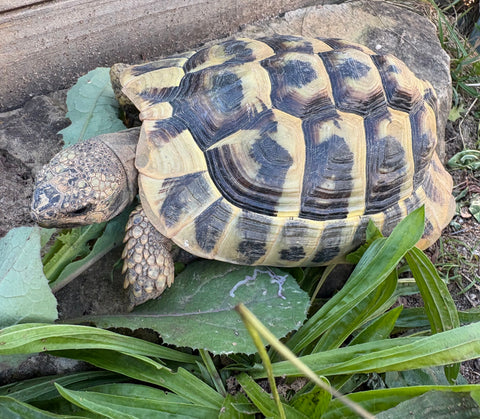 Griechische Landschildkröte abzugeben, 07.2021