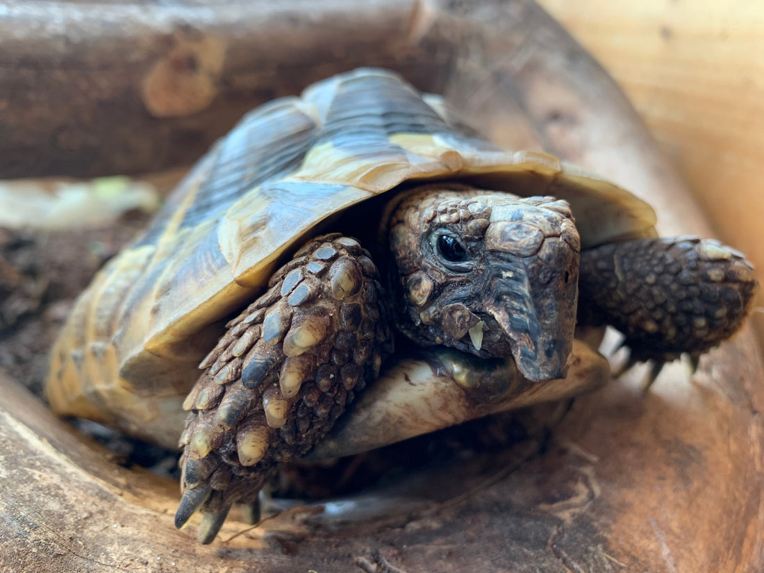 Griechische Landschildkröte aus ca 2013