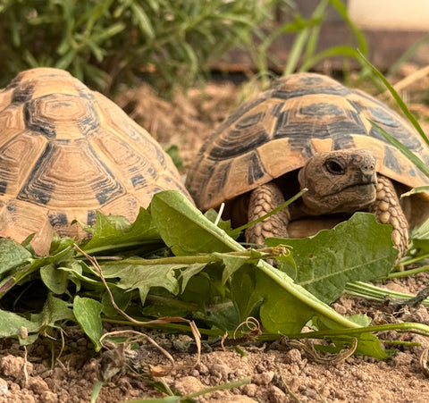 2 Griechische Landschildkröten (Testudo Hermani)