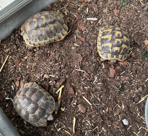 Landschildkröten