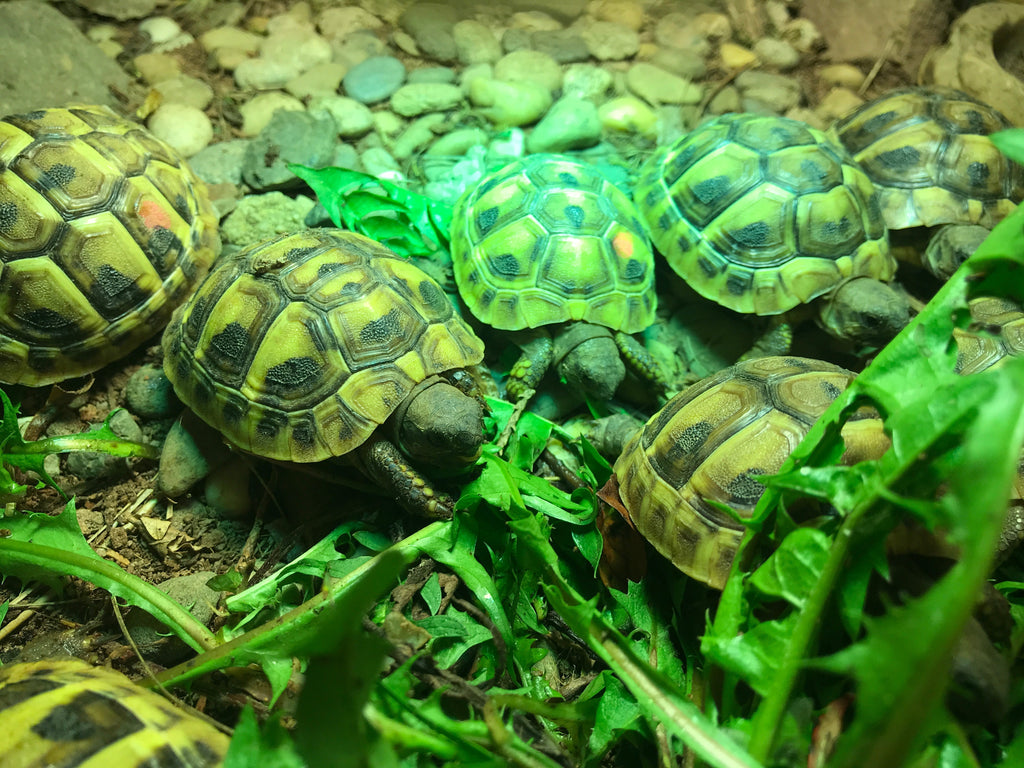 Griechische Landschildkröten Nachzuchten von 2023 und 2024 abzugeben