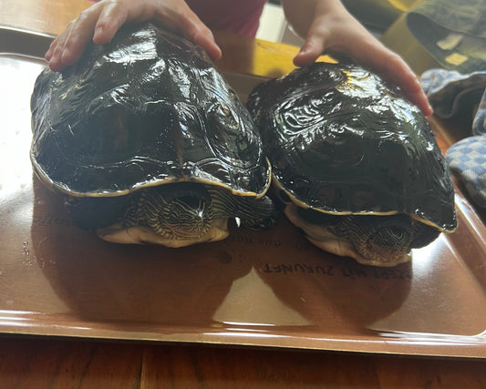 2 Mississippi Höckerschildkröten