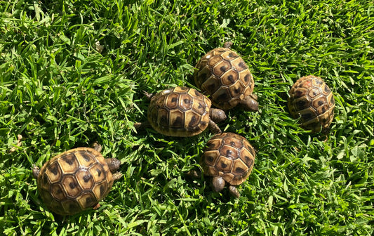 Griechische Landschildkröten NZ von 2025