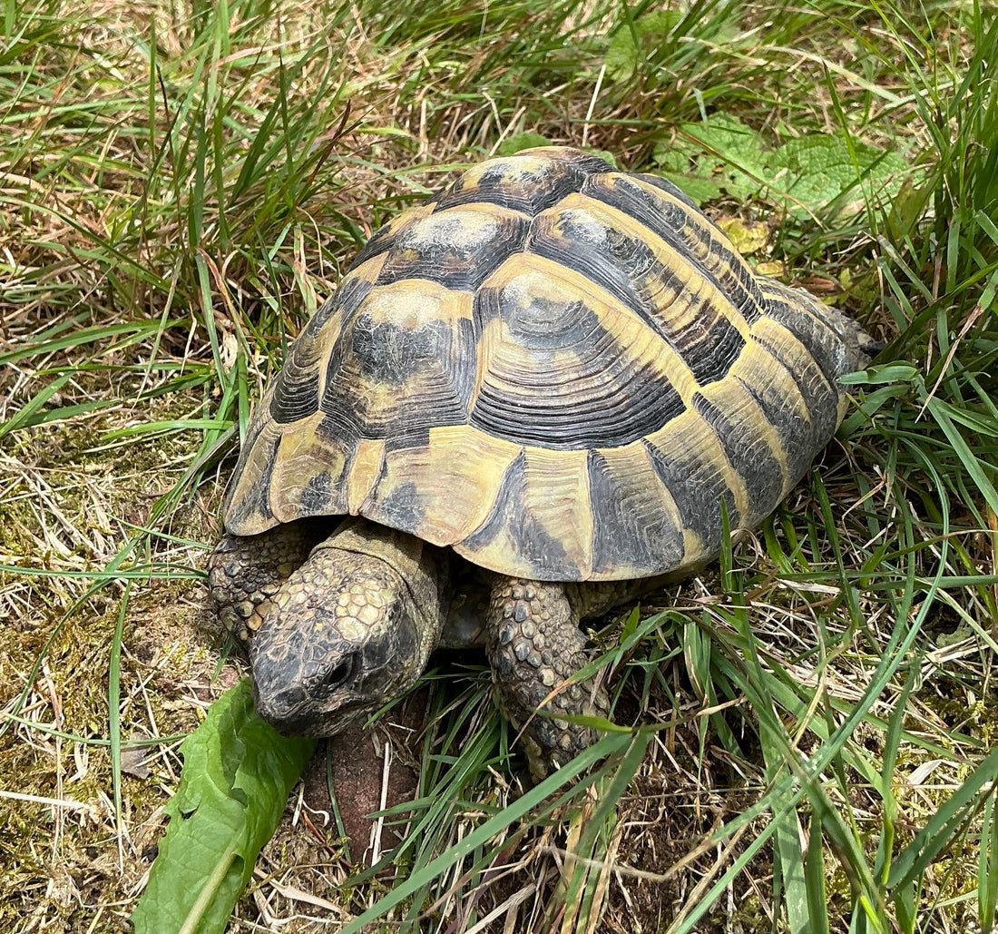 Griechische Landschildkröte zu verschenken