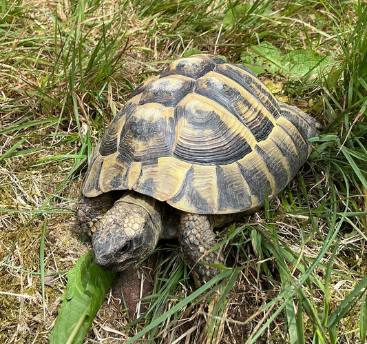 Griechische Landschildkröte zu verschenken