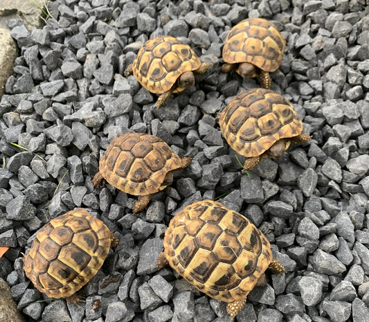 Griechische Landschildkröten