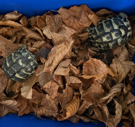 Griechische Landschildkröten aus NZ 2020 abzugeben