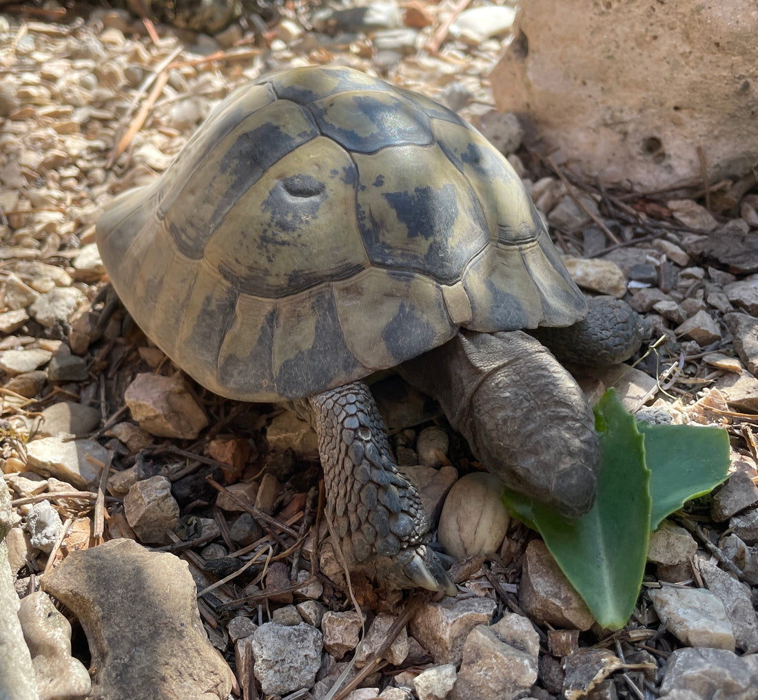2 Griechische Landschaftliche Männchen abzugeben