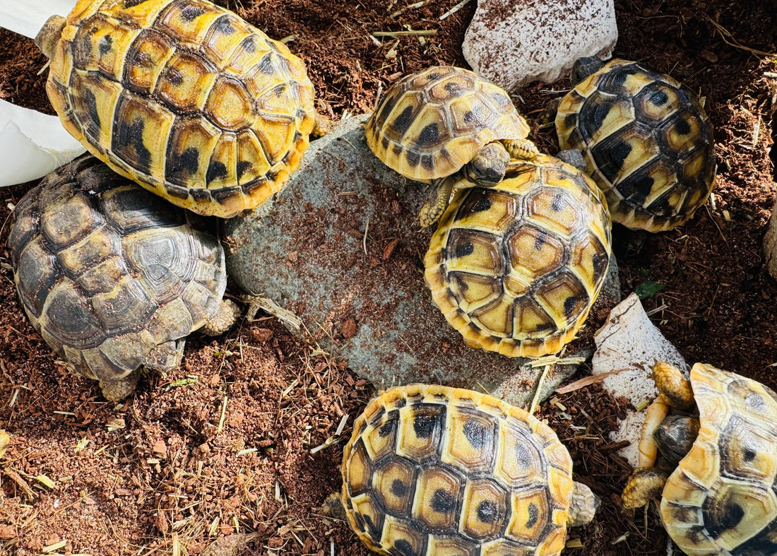Griechische Landschildkröten (THB) NZ 2025