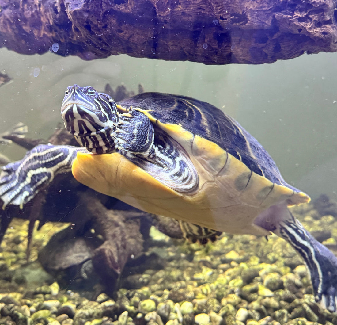 3x Schildkröten zu verkaufen