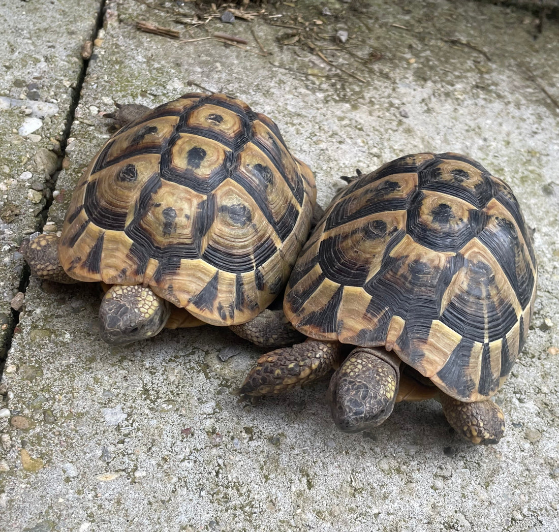 Griechische Landschildkröten NZ 2017 Männchen und Weibchen
