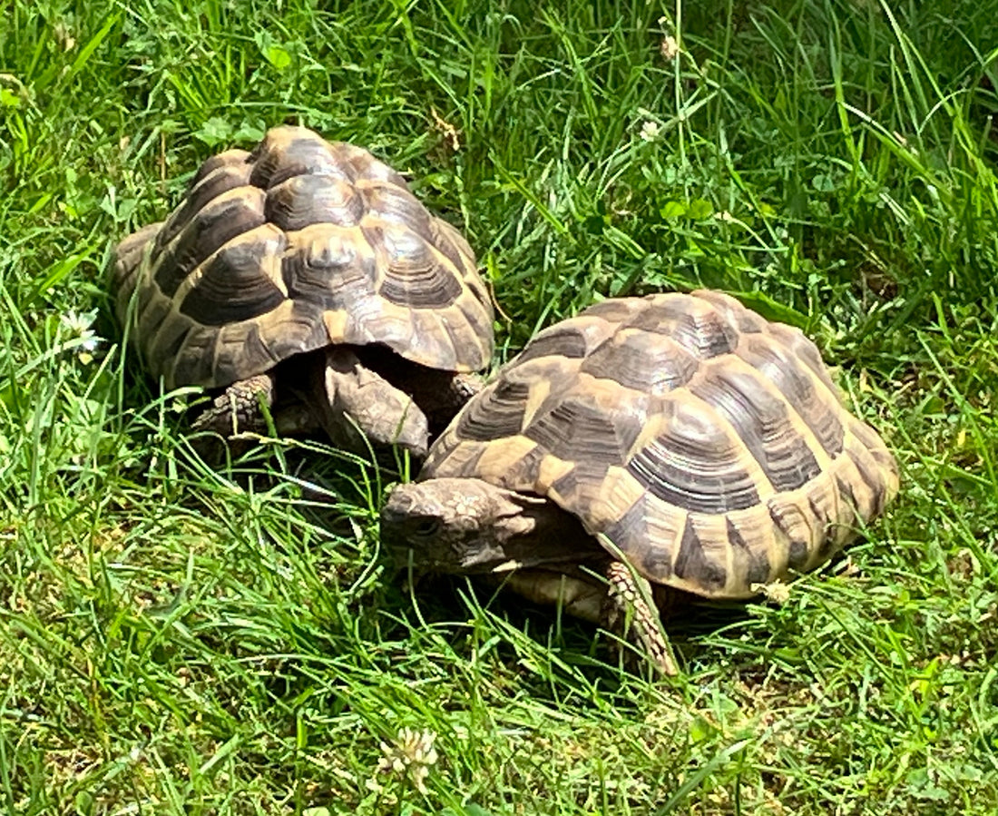 2 adulte Testudo hermanni (männlich + weiblich, ca. 15 Jahre) suchen erfahrenes Zuhause
