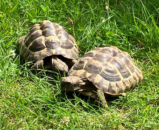 2 adulte Testudo hermanni (männlich + weiblich, ca. 15 Jahre) suchen erfahrenes Zuhause