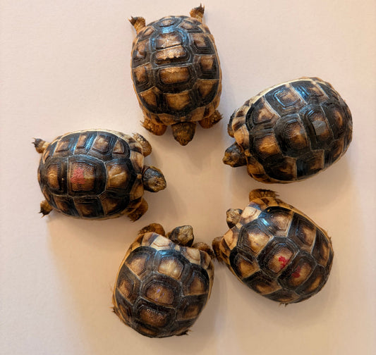 Breitrandschildkröten NZ 2025