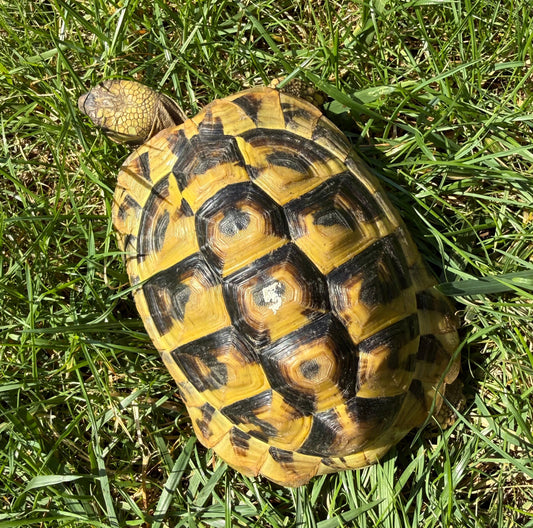 Griechische Landschildkröten
