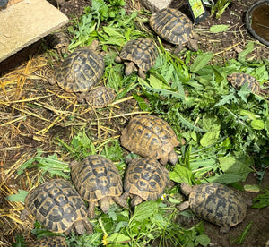 10 griechische Landschildkröten abzugeben