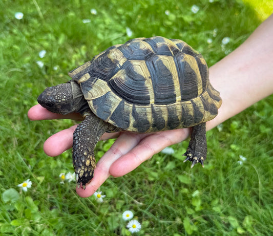 Griechische Landschildkröte