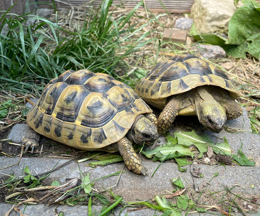 2 griechische Landschildkröten (thb) 2018