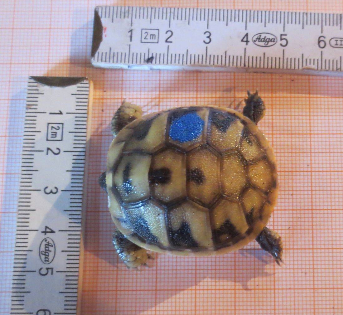 THB Landschildkröten