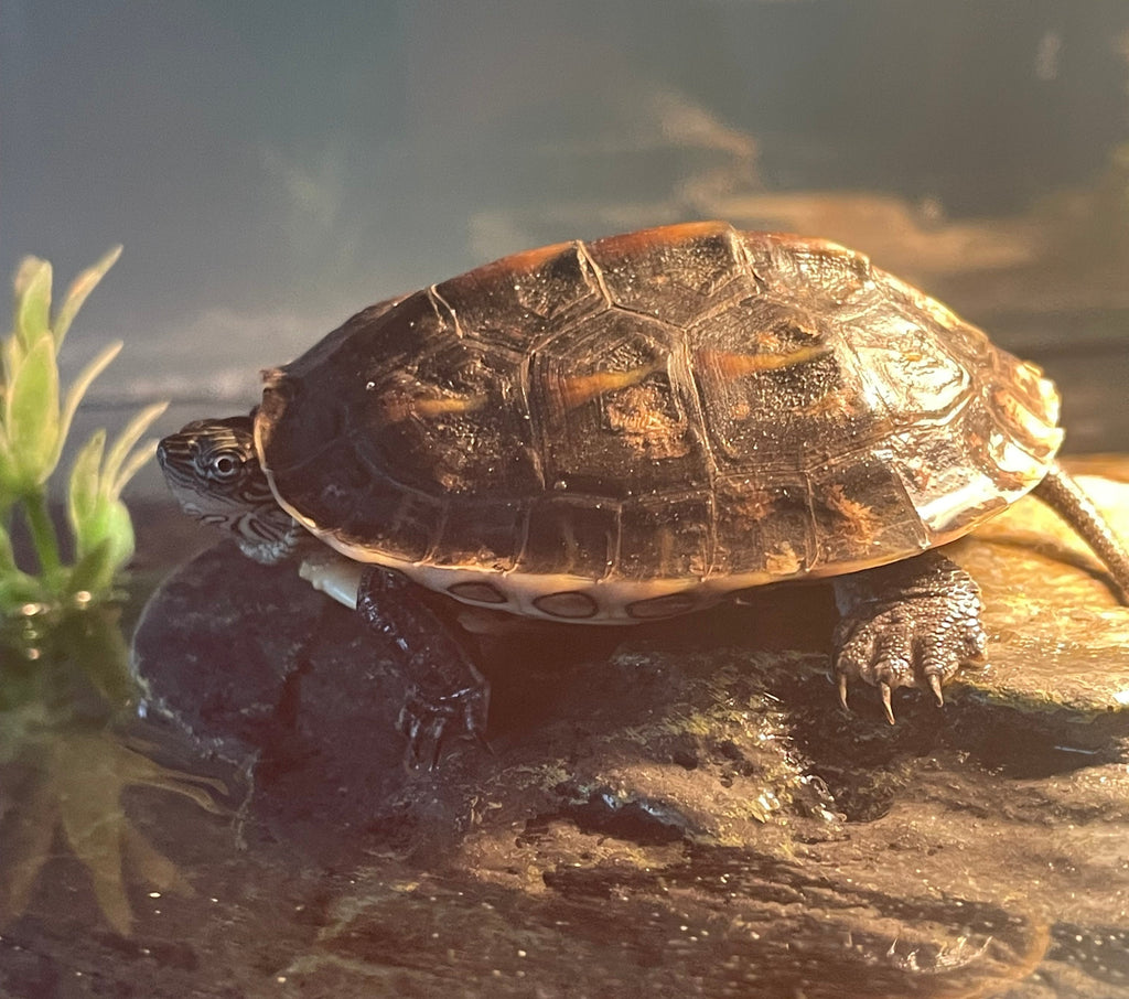 Land- und Wasserschildkröte
