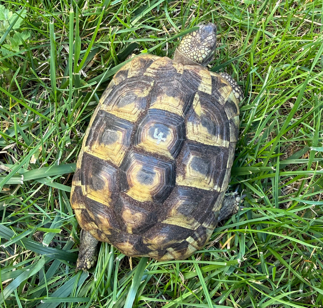 Griechische Landschildkröten