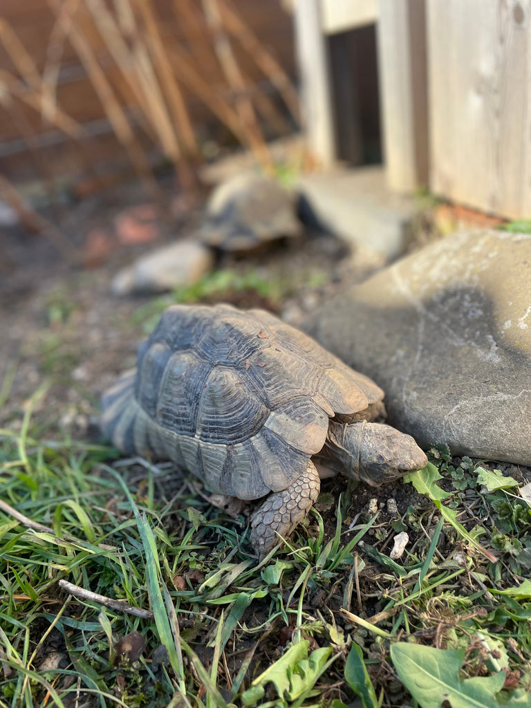 Männliche Breitrandschildkröte abzugeben