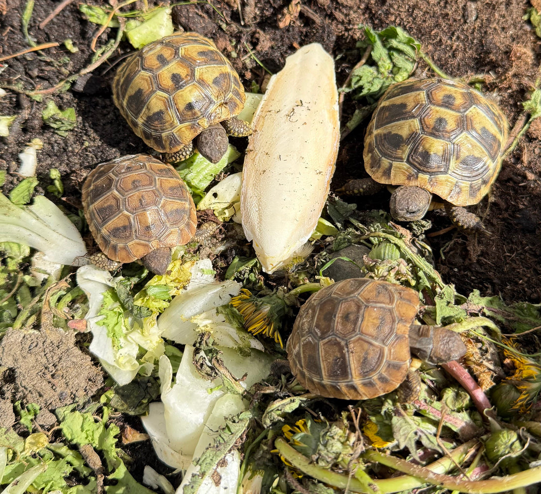 Landschildkröten griechische Baby NZ 2024