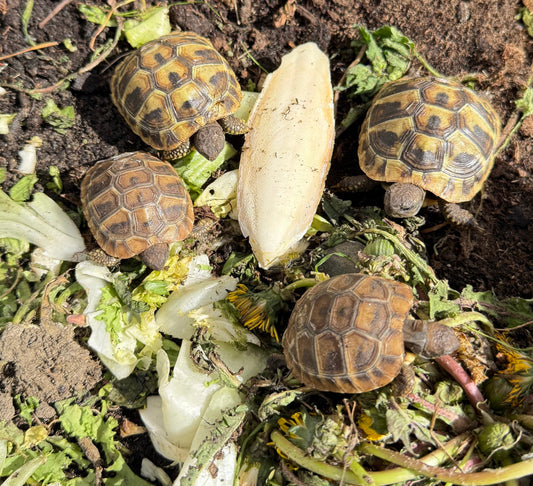 Landschildkröten griechische Baby NZ 2024