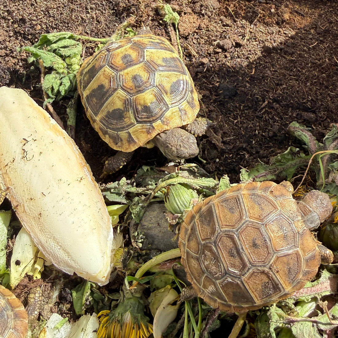 Griech. Landschildkröten NZ 2024/2025