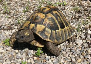 Griechische Landschildkröte, NZ 2011 (Testudo hermanni boettgerie)
