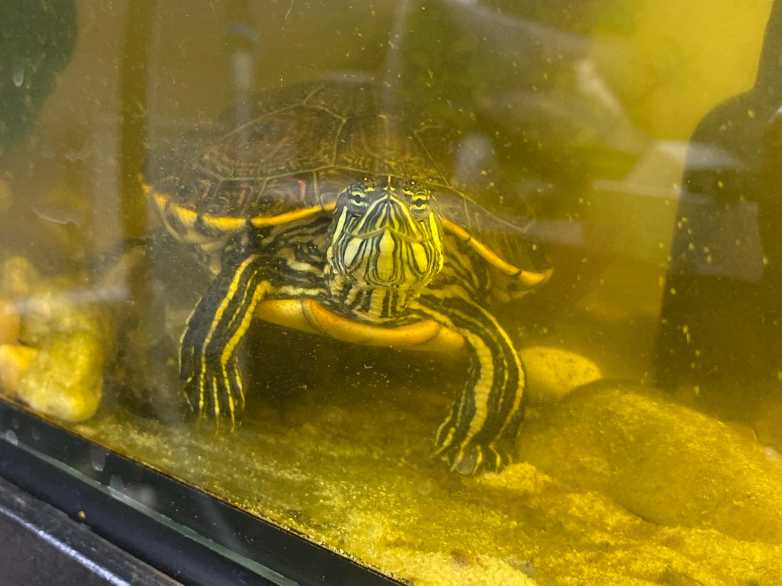 Mesoamerikanische Schmuckschildkröte