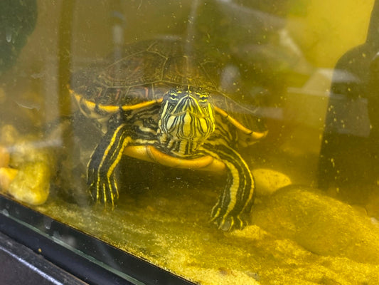 Mesoamerikanische Schmuckschildkröte