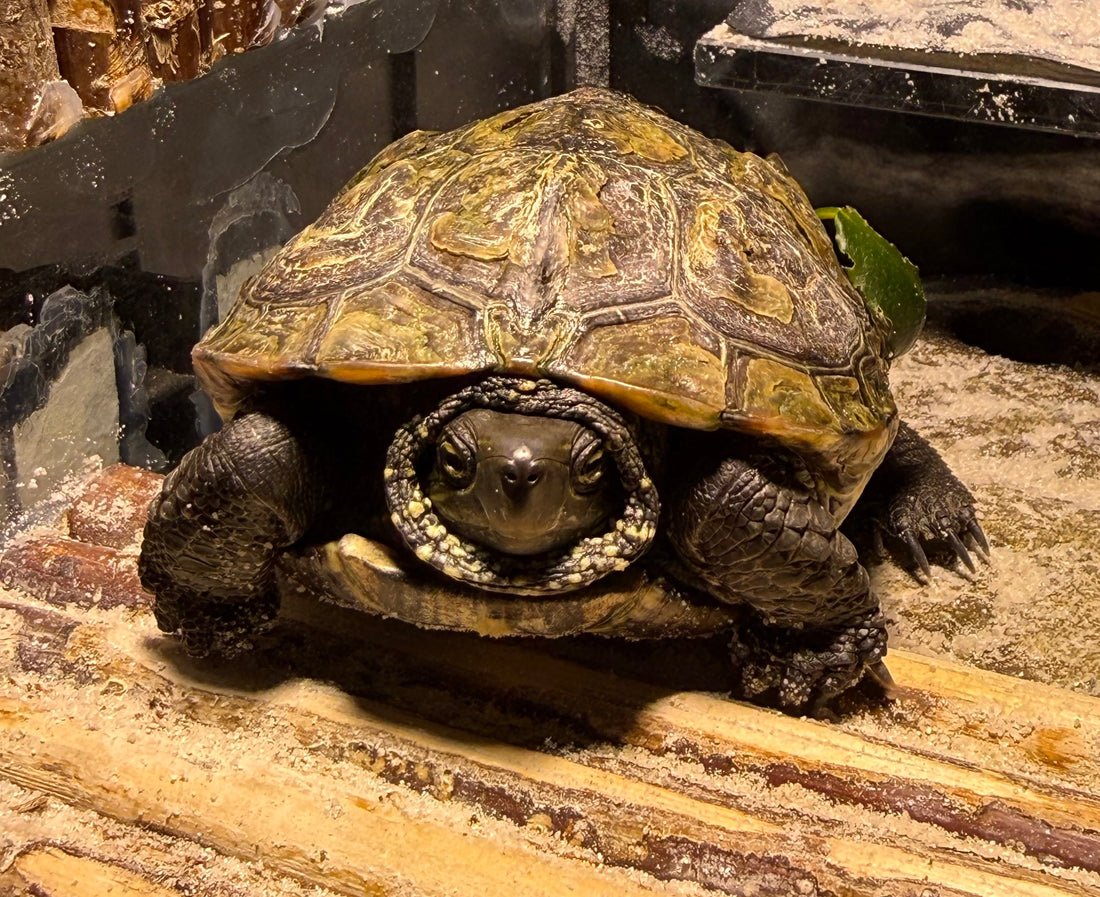 Dreikielschildkröten zur Abgabe