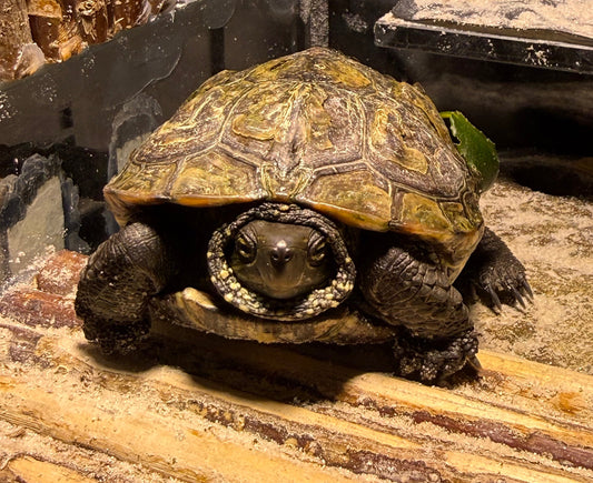 Dreikielschildkröten zur Abgabe