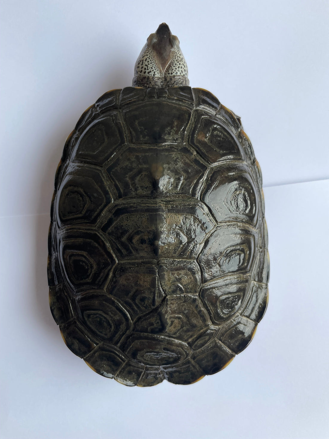Zwei Diamantschildkröten (Malaclemys terrapin centrists) m+w