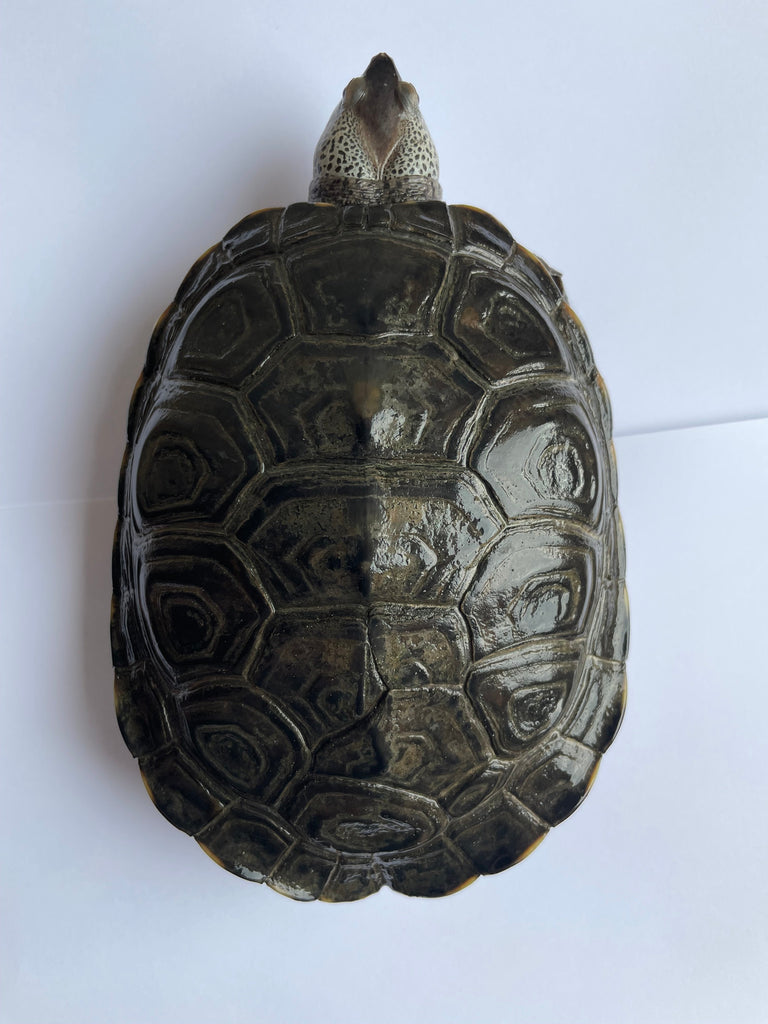 Zwei Diamantschildkröten (Malaclemys terrapin centrists) m+w