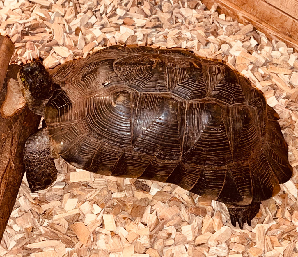 Breitrandschildkröte „Breiti“ mit Terrarium in 09481 zu verkaufen