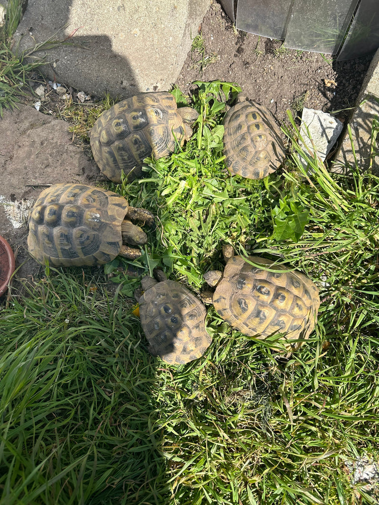Gruppe griechische Landschildkröten