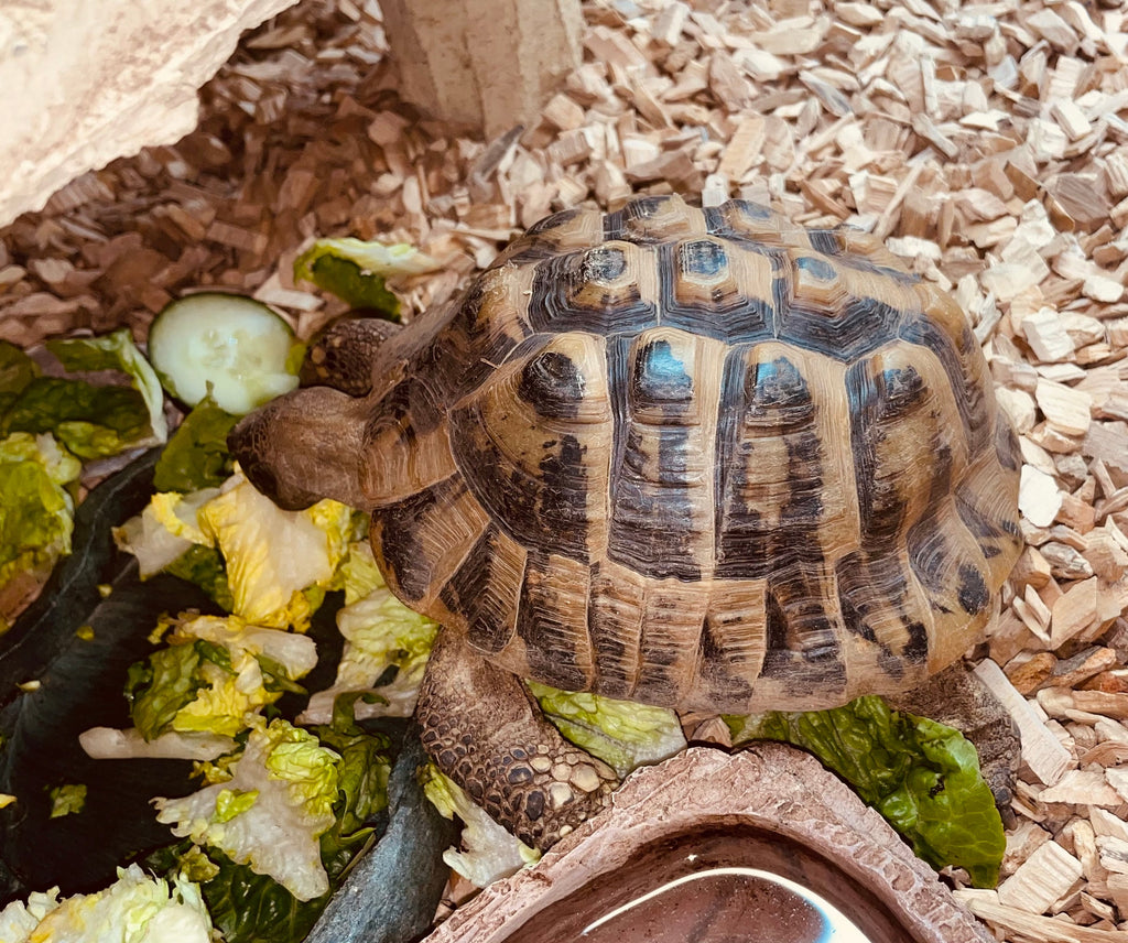 Griechische Landschildkröte "Herkules" 09481 zu verkaufen
