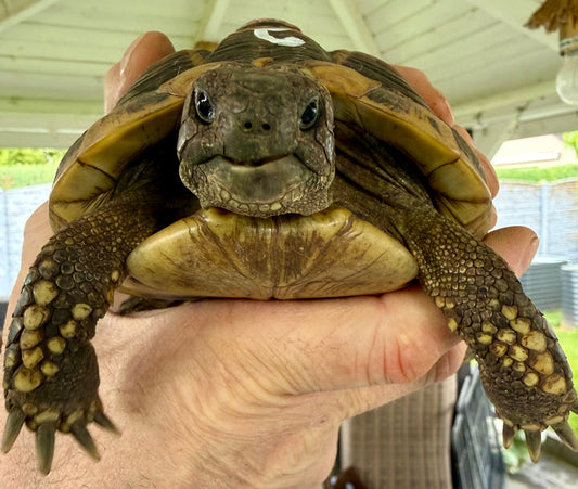Griechische Landschildkröten, männlich abzugeben